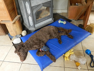 amber66