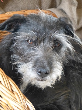 asha4