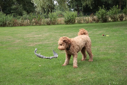 bommel101