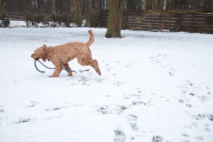 bommel133
