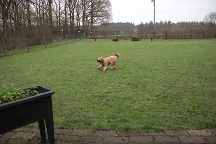 bommel141