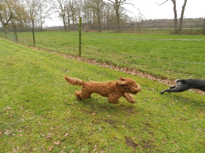 bommel17