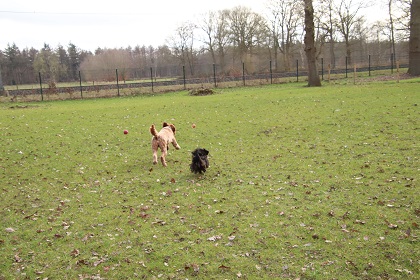 bommel45