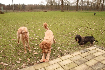 bommel50