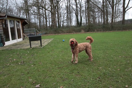bommel62