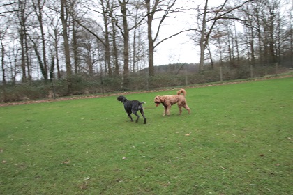 bommel64
