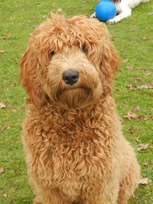 bommel7
