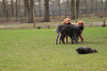 bommel77