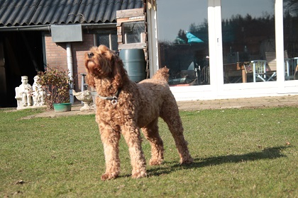 bommel94