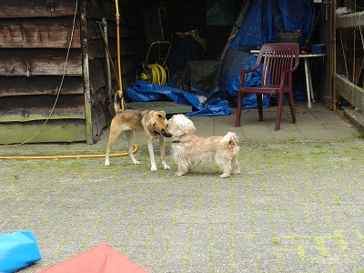 chef205