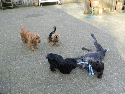 chef53