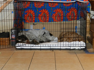 chef56