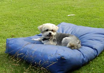drazs9