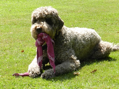 floris11