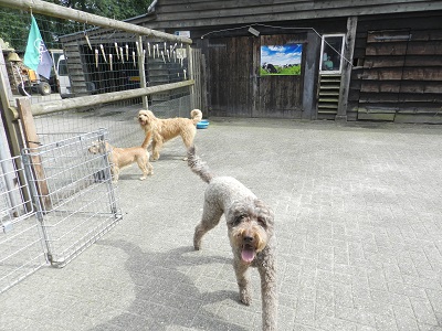 floris2