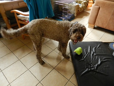 floris7