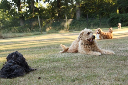 Gerda417