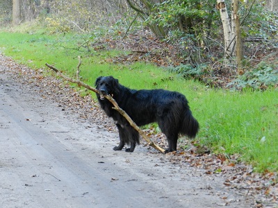 hannes12