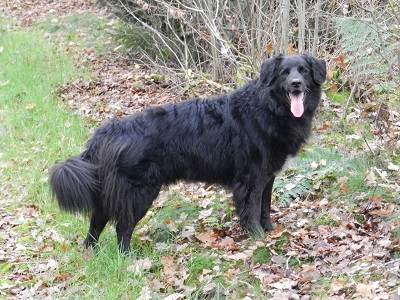 hannes17