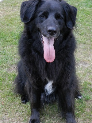 hannes37