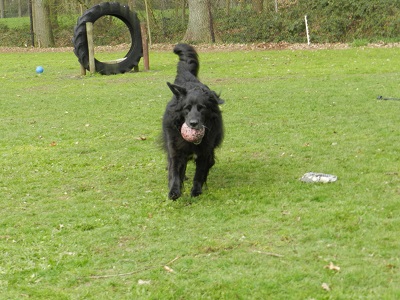 hannes43