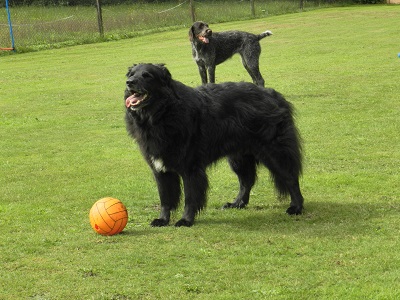 hannes72
