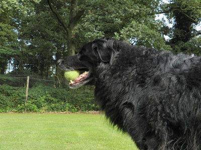 hannes74