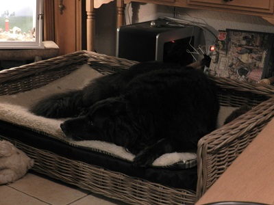 hannes83