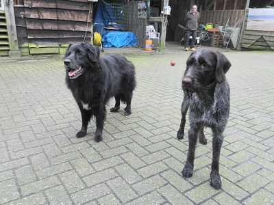 hannes88