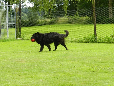 hannes97