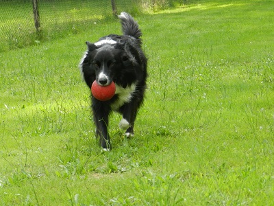 jip176