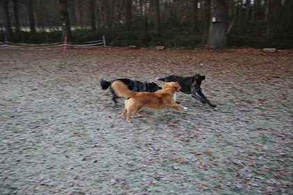 jip250