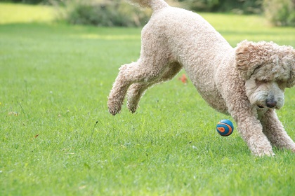 lotteL6
