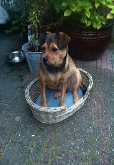 lotti41