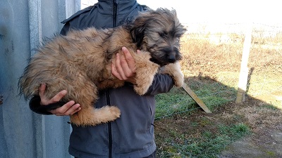 Gerdahond.jpg1