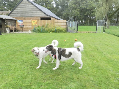 chester6