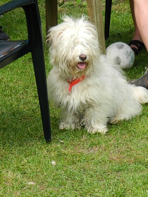 fifi1