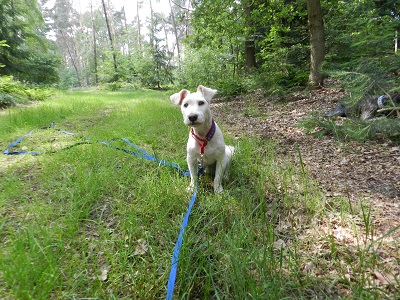fifi3