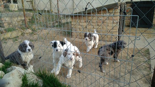 pups M