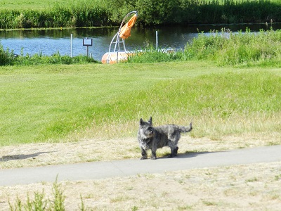 tijgetje