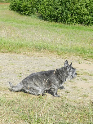 tijgetje1
