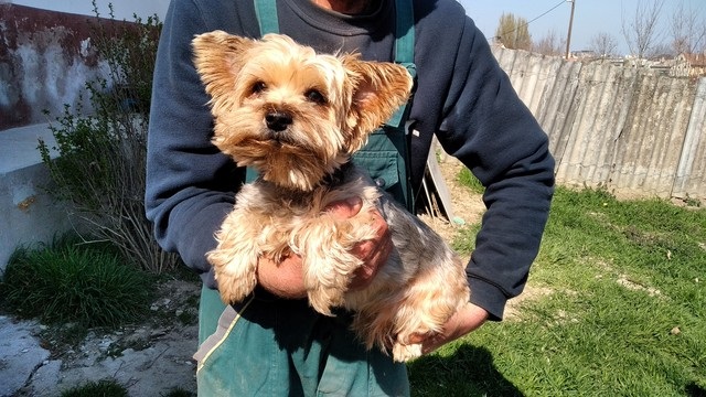 yorki 2