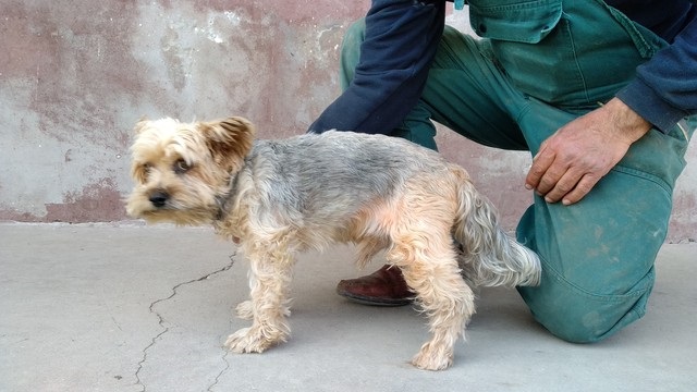 yorki 6