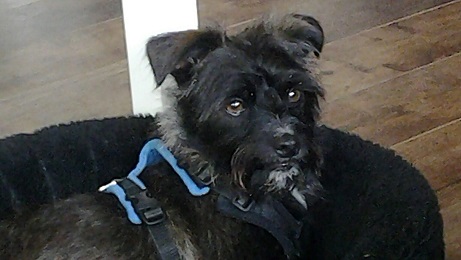 olly2