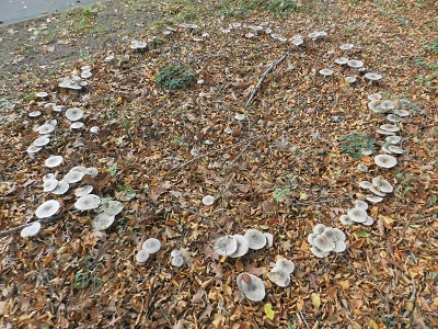 D16