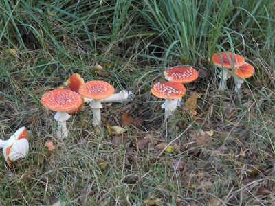 bos2