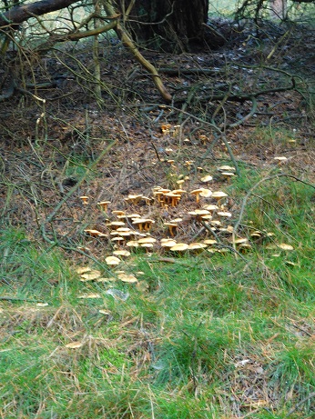 bos3