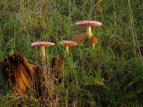 bos5