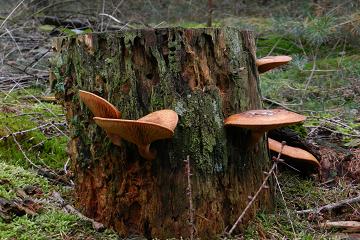 oh490