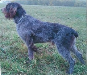 vaderhond1